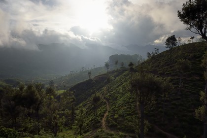 Sri Lanka, Province d'Uva, trajet en train dans la région montagneuse de la culture du thé entre Hatton et Ella, plantations de thé de la région de Haputale