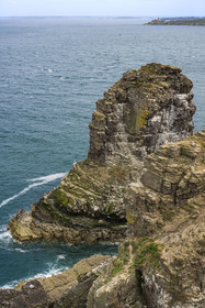 France, Côtes d'Armor (22), Grand Site de France Cap d'Erquy – Cap Fréhel, Plévenon, Cap Fréhel classé Natura 2000, rocher en grès de la Fauconnière où cohabitent des milliers d'oiseaux