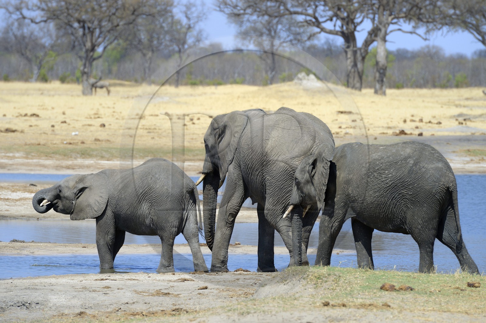 Zimbabwe, province de Matabeleland septentrional, parc national Hwange, éléphants sauvages d'Afrique (Loxodonta africana) autour d'un point d'eau