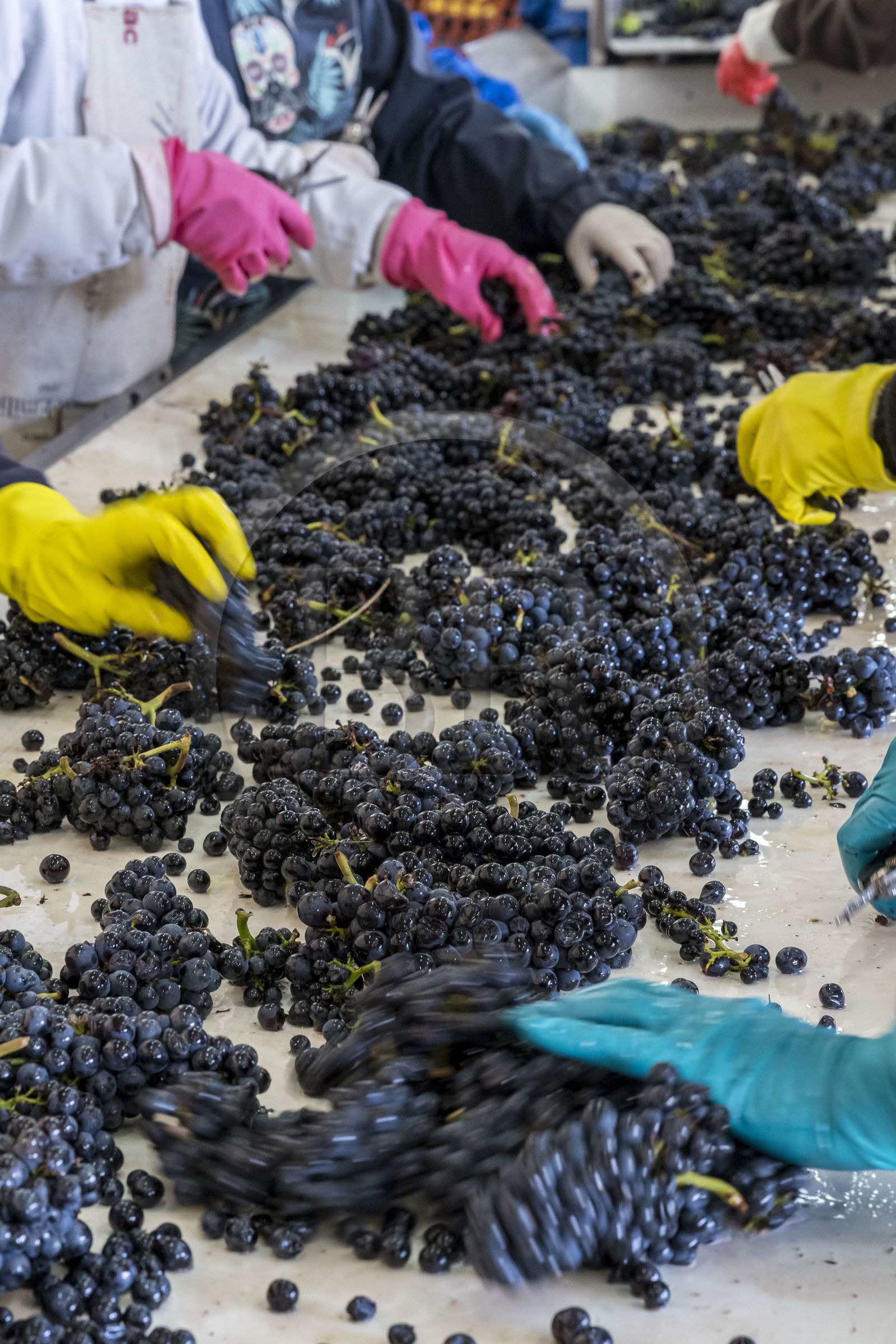France, Côte-d'Or (21), les climats de Bourgogne classés Patrimoine Mondial de l'UNESCO, Beaune, Cuverie des Hospices de Beaune, trie et éraflage (ou égrappage), juste après la vendange et avant de presser le raisin, pour enlever la partie végétale