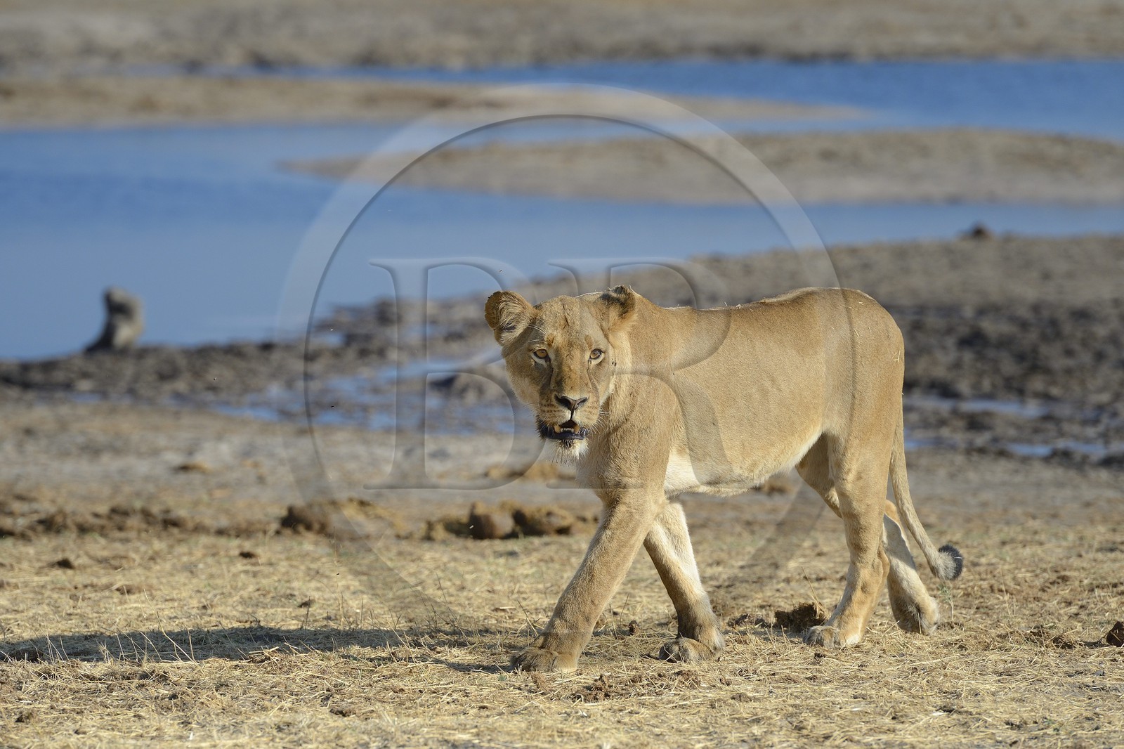 Zimbabwe, province de Matabeleland septentrional, parc national Hwange, lion (Panthera leo) autour d'un point d'eau