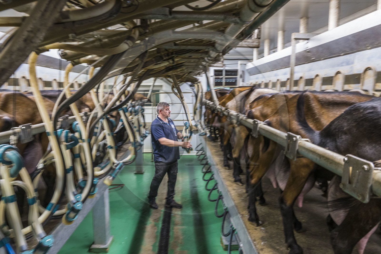 France, Bas-Rhin (67), Parc naturel régional des Vosges du Nord, Obersteinbach, la chèvrerie de La Ferme du Steinbach, Pierre Sturtzer à la traite des chèvres