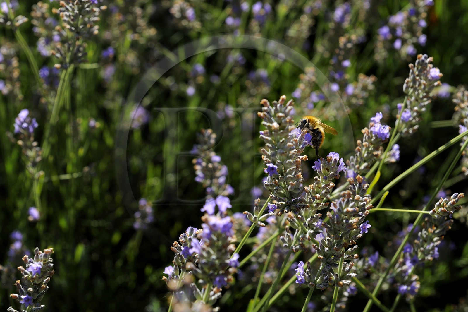 France, Var (83), Provence Verte, Bras, la maison d'hôtes Le Peyrourier une campagne en Provence, abeille butinant de la lavande