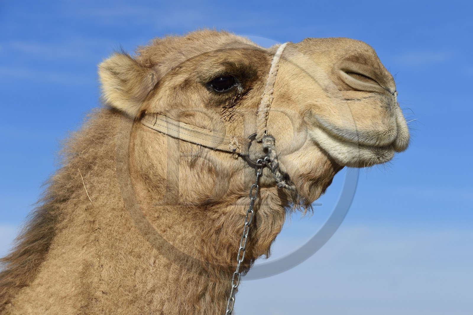 Iran, Province d'Ispahan, désert du Dasht-e Kavir, Mesr dans la région de Khur et Biabanak, dromadaire (Camelus dromedarius)