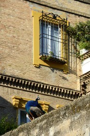 Spain, Andalusia, Seville, the Alcazar of Seville (Reales Alcazares de Sevilla), listed as World Heritage by UNESCO, peacocks on the walls surrounding the gardens