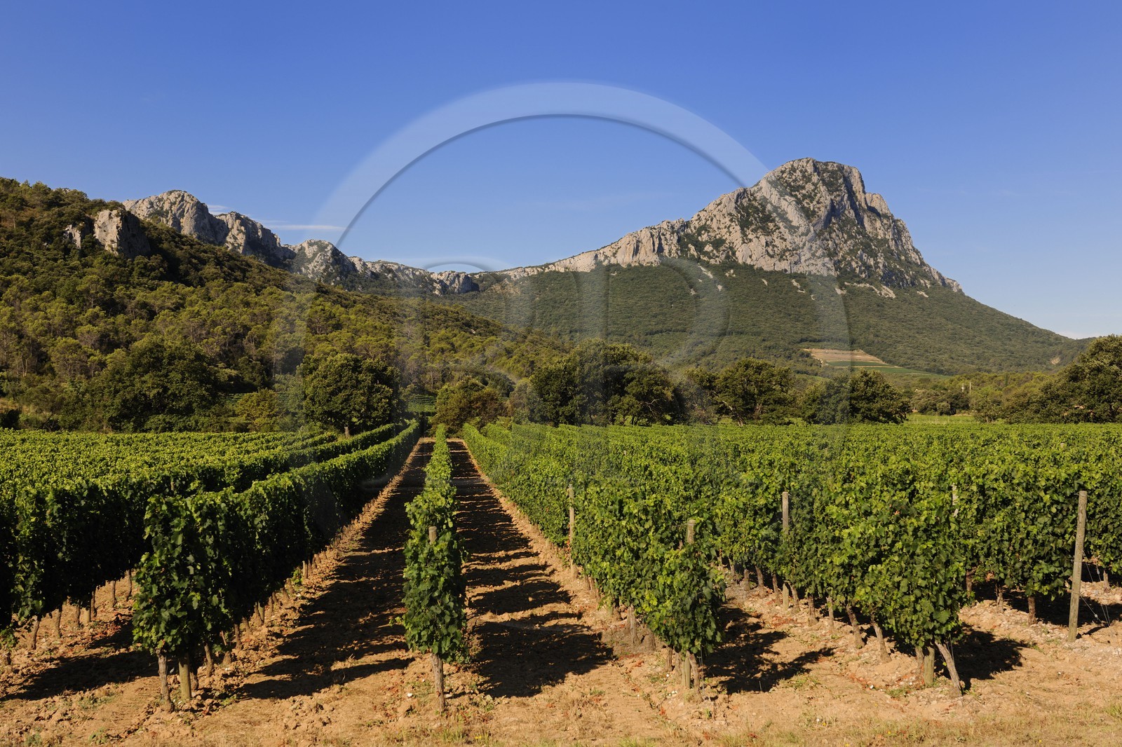 France, Herault, vineyards in front of the Pic Saint-Loup