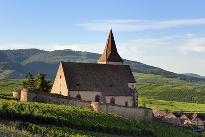France, Haut-Rhin (68), Route des vins d'Alsace, Hunawihr, labellisé Les Plus Beaux Villages de France, église fortifiée Saint-Jacques-le-Majeur du XIVème siècle fonctionnant en simultaneum (catholique et protestant) et entourée de vignes