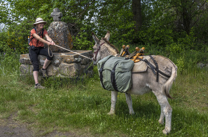 France, Haute-Loire (43), hiking with a donkey on the Robert Louis Stevenson Trail (GR 70) between Le Monastier-sur-Gazeille and Saint-Martin-de-Fugères, the donkey Anatole has decided not to move forward