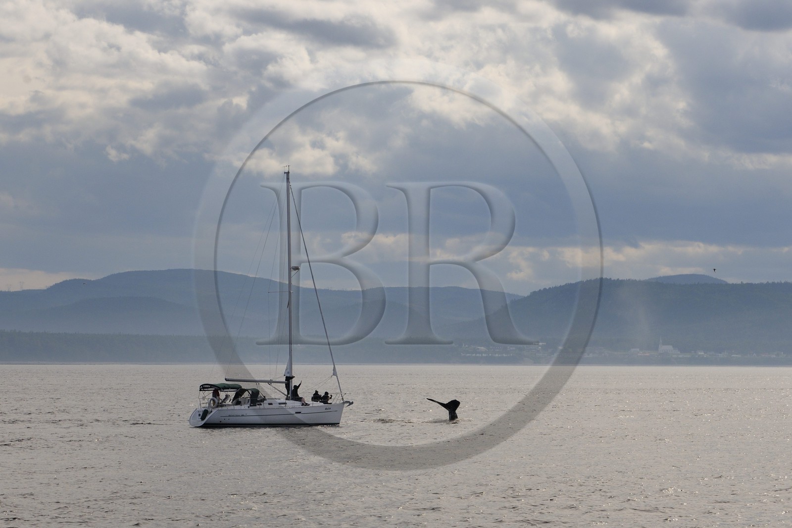 Canada, province de Québec, région de Manicouagan, Tadoussac, queue d'une baleine à bosse dans le golf du Saint-Laurent