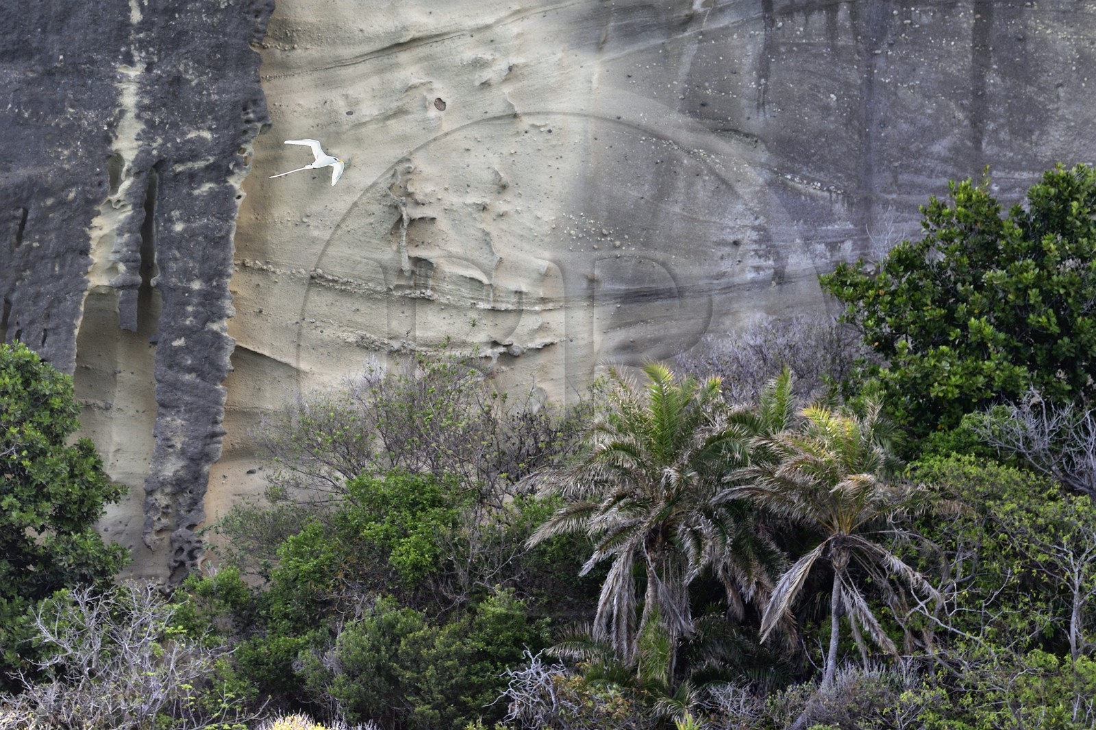 France, Ile de Mayotte, Petite-Terre, Phaéton à bec jaune (Phaethon lepturus) aussi appelé petit paille-en-queue