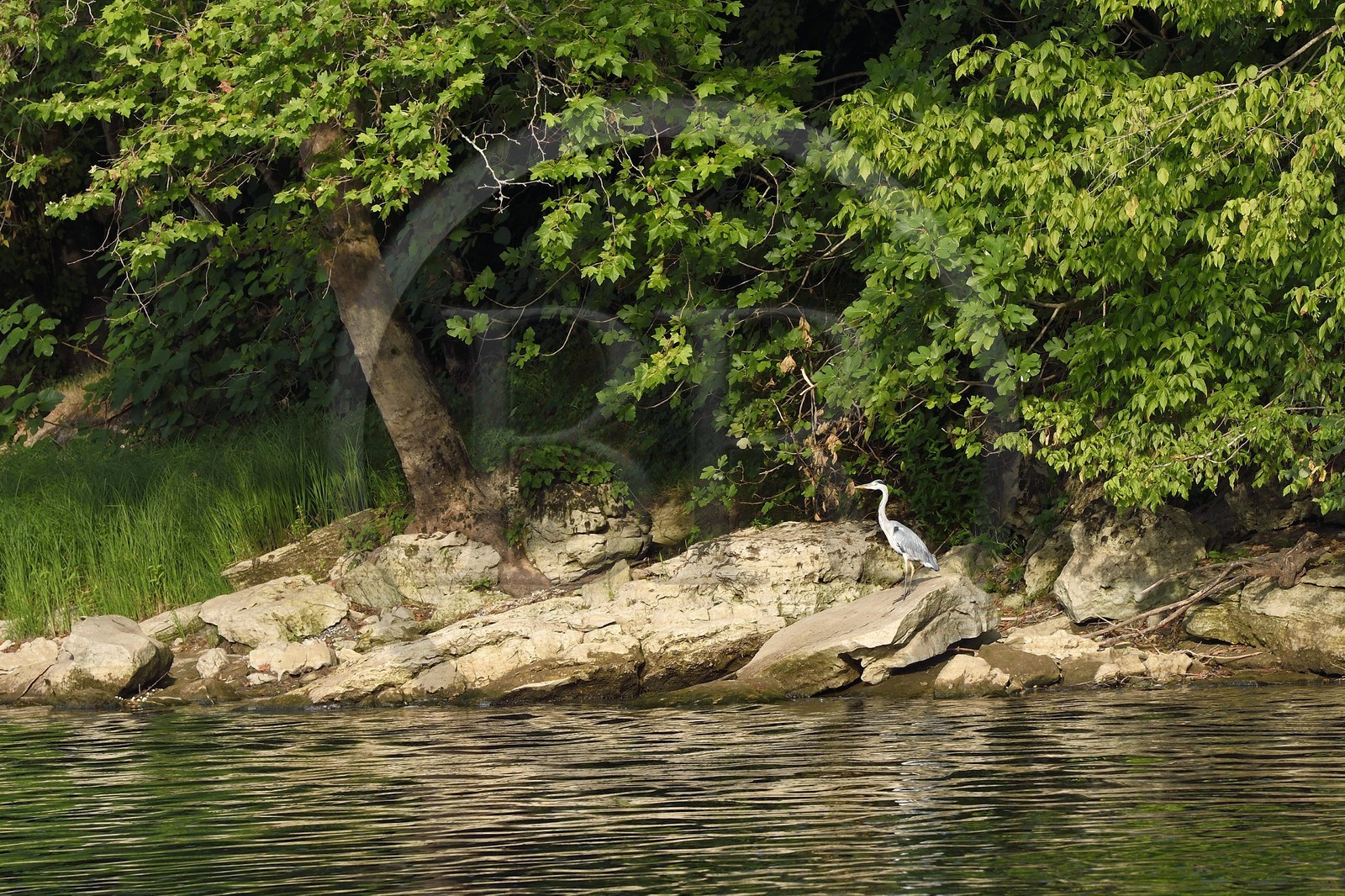 France, Dordogne (24), Périgord Noir, vallée de la Dordogne, la rivière Dordogne en amont de La Roque-Gageac, héron cendré