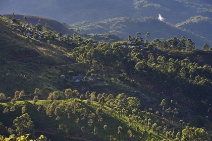 Sri Lanka, Province d'Uva, Haputale, plantation de thé et maisons des ouvriers de ces plantations sur les collinnes au sud