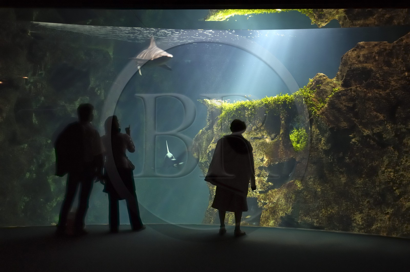 France, Charente-Maritime (17), La Rochelle, l'Aquarium, le grand aquarium des requins