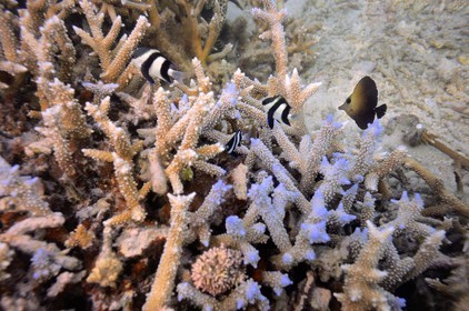 France, Ile de la Reunion, Côte Ouest, Saint-Gilles-Les-Bains (commune de Saint-Paul), le récif corallien du lagon de l'Ermitage (vue sous-marine)