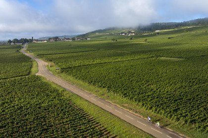 France, Cote d'Or, cultural Landscape of the climates of Burgundy listed as World Heritage by UNESCO, cyclists on  the Route des Grands Crus (road of Vintage Wines), vineyard of the Côte de Nuits at Gevrey Chambertin