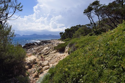 France, Alpes-Maritimes (06), Cannes, Iles de Lérins, la côte de l'Ile de Saint-Honorat et le massif des Maures en arrière plan