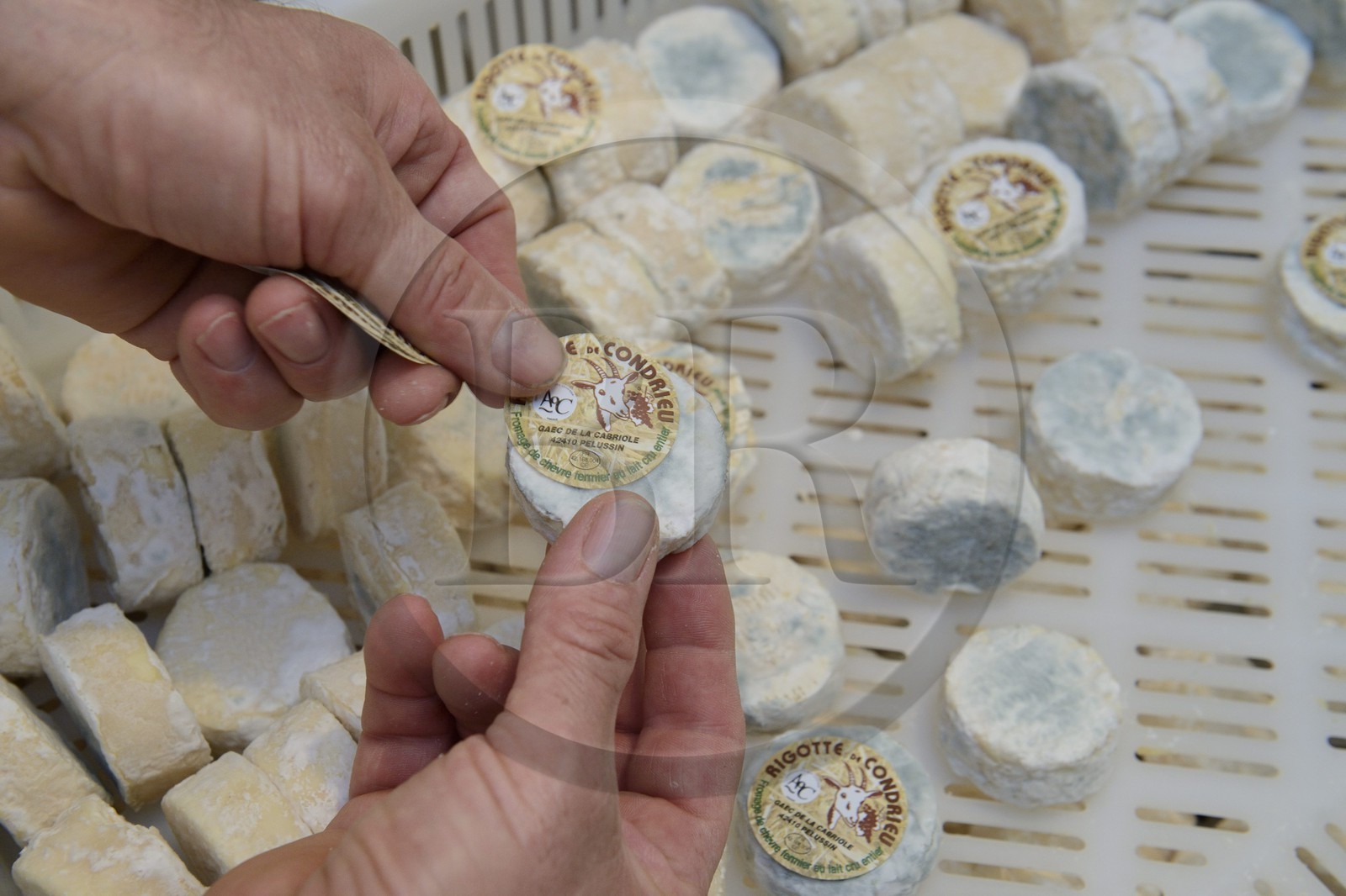 France, Loire (42), Parc Naturel Régional du Pilat, Pélussin, production par le GAEC de la Cabriole du fromage de chèvre Rigotte de Condrieu AOC