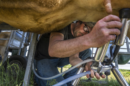 France, Finistère (29), Mer d'Iroise, Ile d'Ouessant, Thomas et Marie Richaud éleveurs de la ferme Les vaches aux 4 vents, traite en paturage mobile
