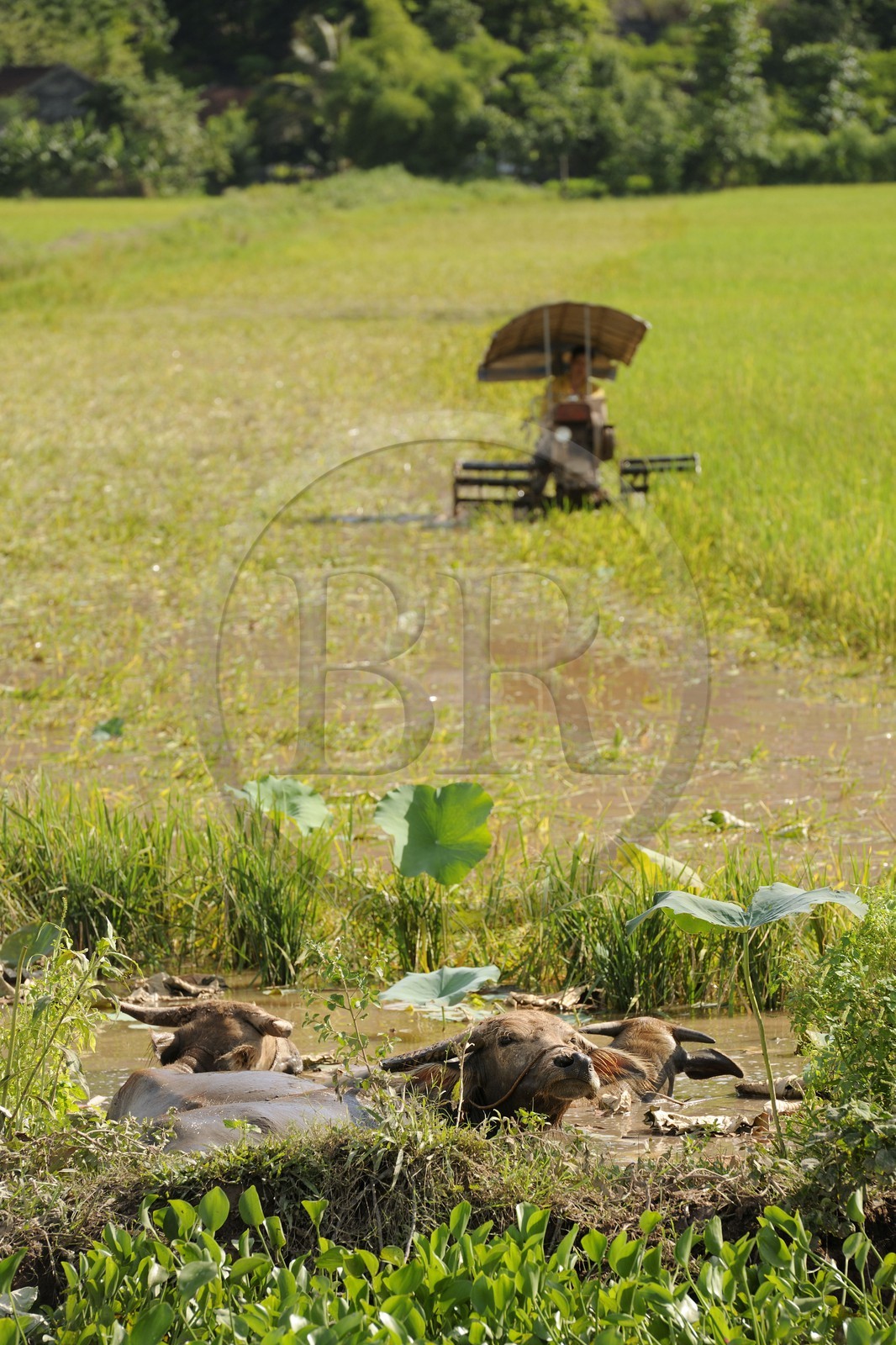 Vietnam, province de Ninh Binh, moisson du riz mécanisée et buffles