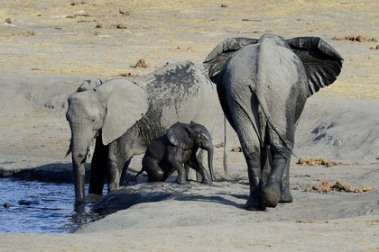 Zimbabwe, Matabeleland North Province, Hwange National Park, wild african elephants (Loxodonta africana) around a pond