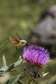 France, Hautes Alpes (05), Névache, la Vallée Étroite, Moro-sphinx ou Sphinx Colibri (Macroglossum stellatarum) possède une très longue trompe qui lui permet de butiner les fleurs en vol stationnaire à la manière des oiseaux-mouches