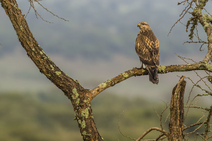 Rwanda, Parc national de l'Akagera, Milan à bec jaune ou Milan d'Afrique (Milvus aegyptius)