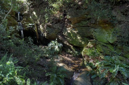 France, Var, Le Rayol Canadel sur Mer, Domaine du Rayol, Conservatoire du Littoral Estate compulsory mention, Jardin des Mediterranees designed by landscaper Gilles Clément, the Subtropical Asia Garden