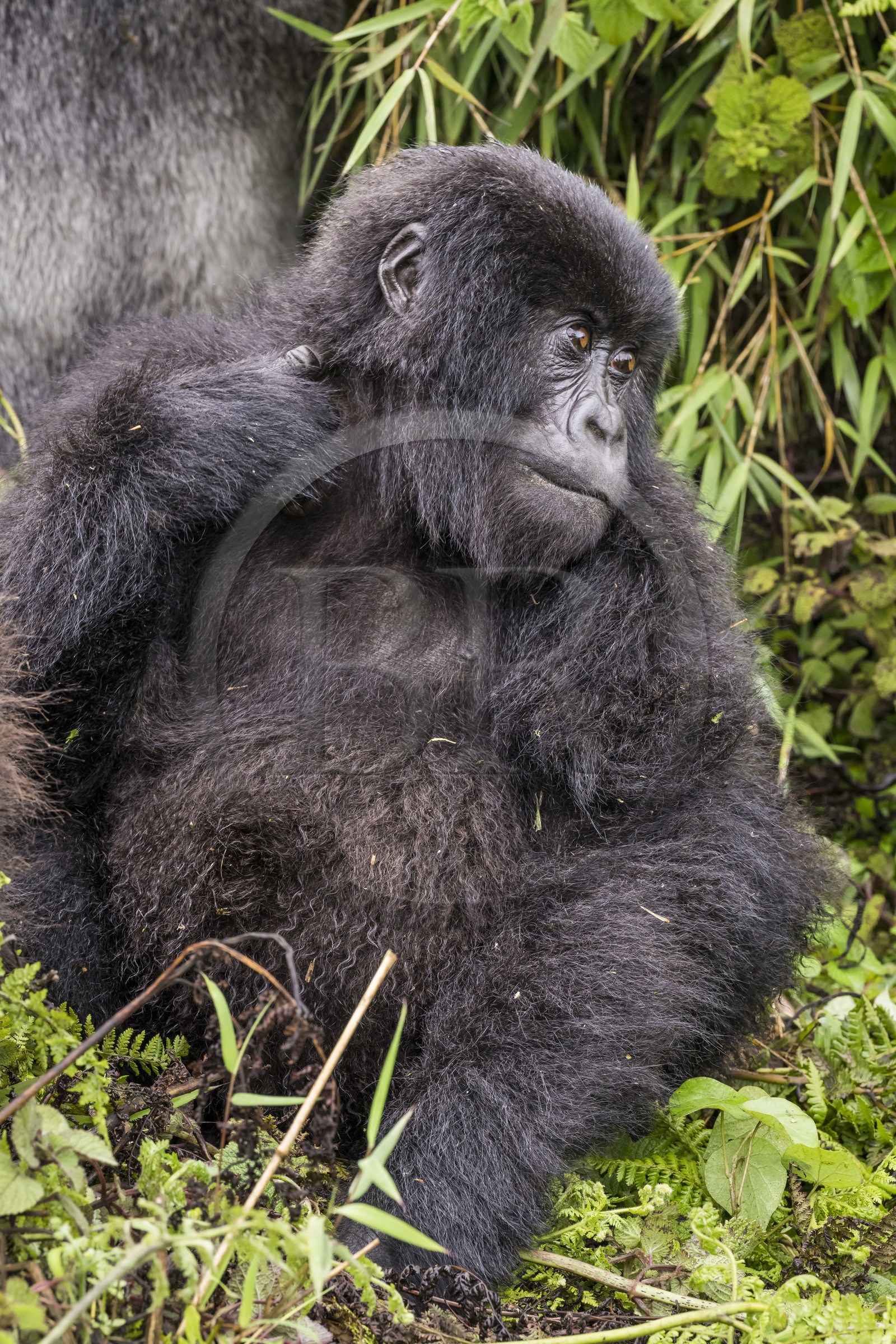 Rwanda, Province du Nord, Parc National des Volcans dans la chaine des Monts Virunga, mont Karisimbi, gorille des montagnes du groupe Susa