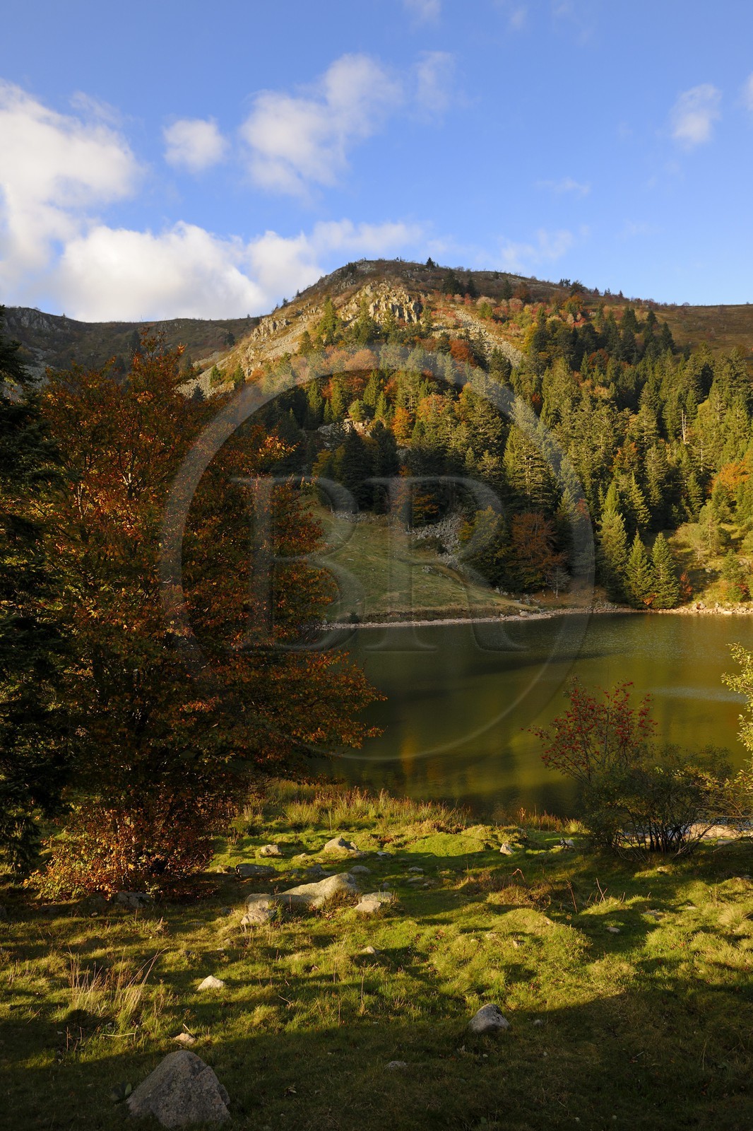 France, Haut-Rhin (68), en contrebas de la route des Crêtes, le lac des Truites ou lac du Forlet, situé dans un ancien cirque glaciaire au pied du massif du Tanet