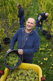 France, Bas Rhin, the Alsace Wine Route, Mittelbergheim, labelled Les Plus Beaux Villages de France (The Most Beautiful Villages of France), handpicking the field of Wittmann, the winemaker Nicolas Wittmann
