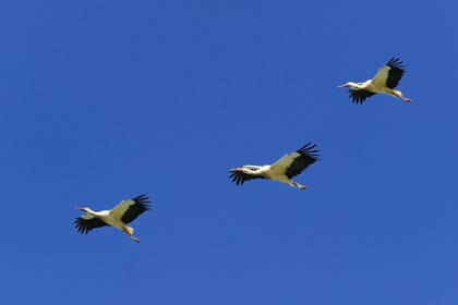 Spain, Andalusia, Seville Province, Utrera, flight of storks