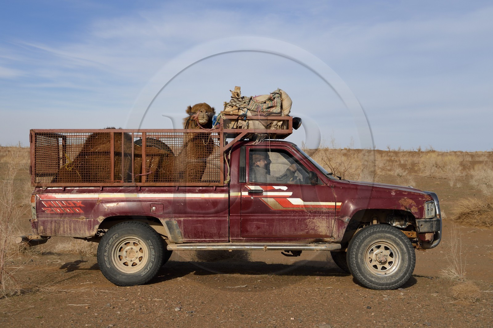 Iran, Province d'Ispahan, désert du Dasht-e Kavir, Mesr dans la région de Khur et Biabanak, transport d'un dromadaire en pick-up