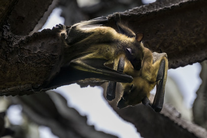 Rwanda, Province de l’Ouest, Karongi (anciennement nommée Kibuye), lac Kivu, Ile Napoléon ou Tembabagoyi, Roussette paillée africaine ou Roussette des palmiers africaine ou Roussette jaune (Eidolon helvum) dans un Euphorbe candélabre