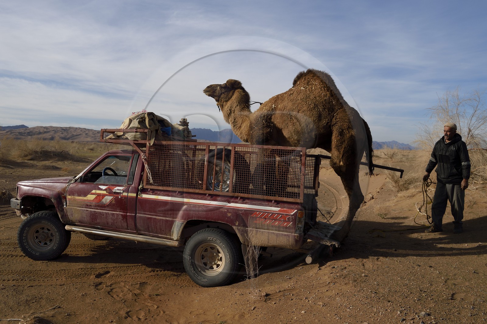 Iran, Province d'Ispahan, désert du Dasht-e Kavir, Mesr dans la région de Khur et Biabanak, transport d'un dromadaire en pick-up
