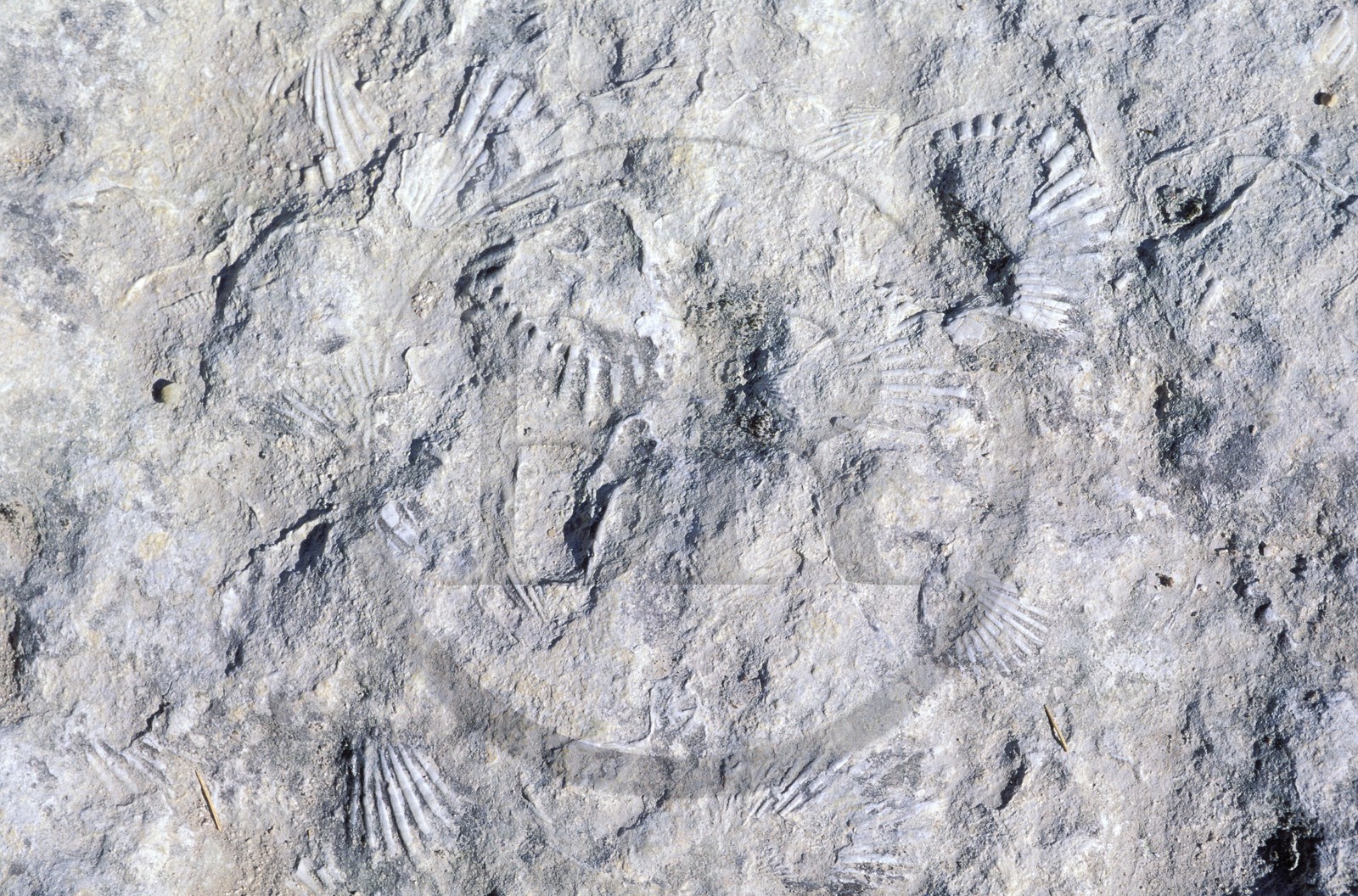France, Bouches-du-Rhône (13), Les Baux-de-Provence, labellisé Les Plus Beaux Villages de France, la roche provient d' anciens fonds marins