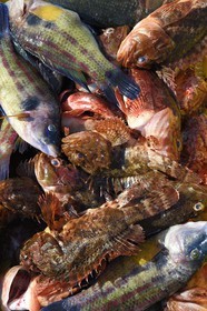 France, Bouches-du-Rhône (13), Marseille, quartier d'Endoume, le Vallon des Auffes, retour de pêche, poissons pour une bouillabaisse