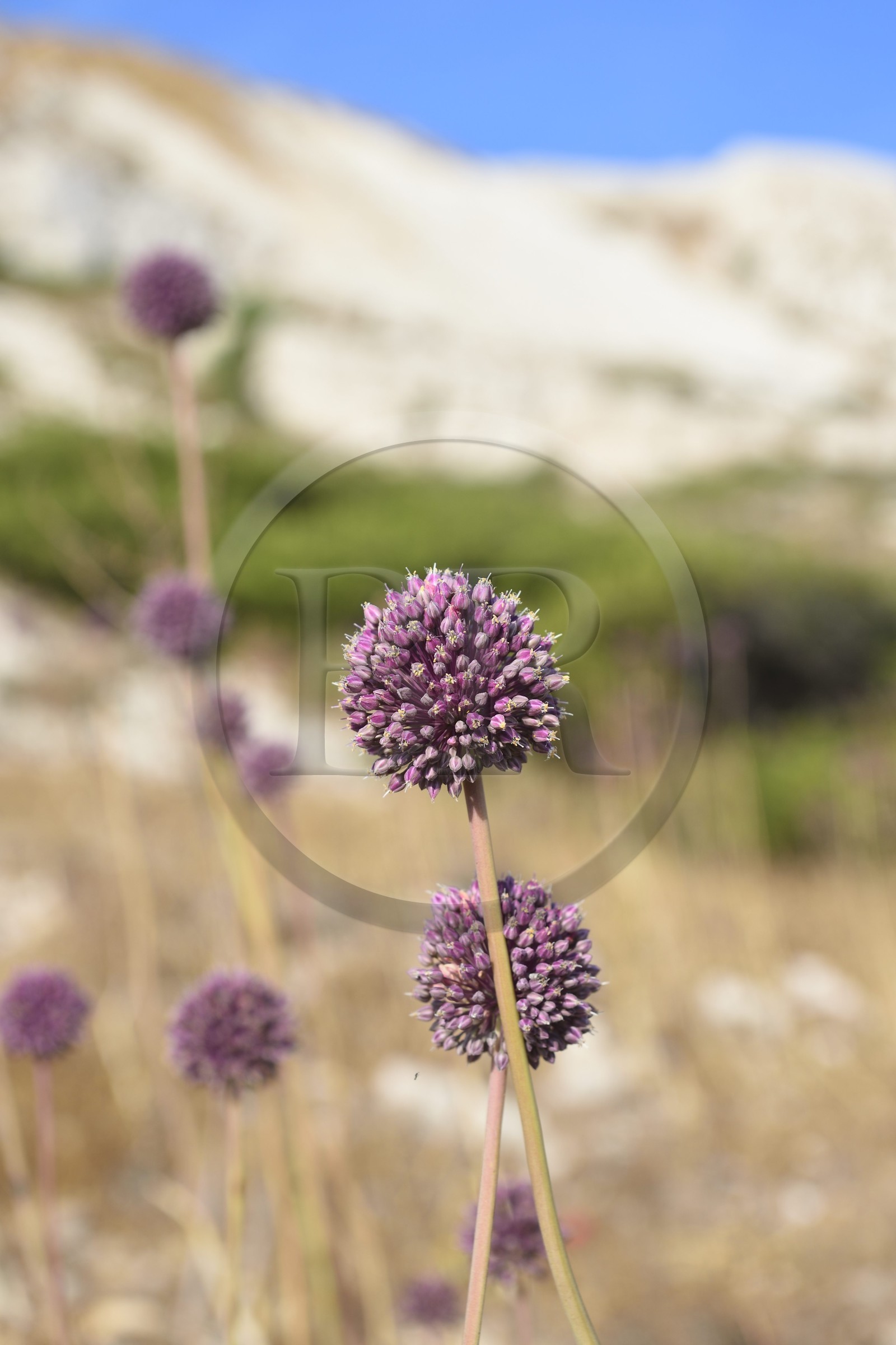 France, Bouches-du-Rhône (13), Marseille, Parc National des Calanques, Archipel des Iles du Frioul, Ile Ratonneau, fleur d'ail