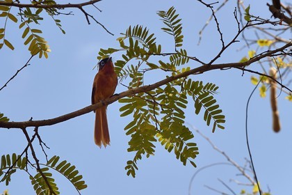France, Ile de Mayotte, Grande-Terre, M'Tsamoudou, pointe de Saziley,  Tchitrec malgache (Terpsiphone mutata) aussi appelé moucherolle du paradis