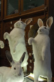 France, Paris, the taxidermist Deyrolle in the rue du bac