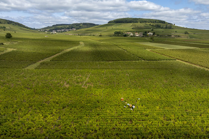 France, Cote d'Or, Climats terroirs of Burgundy listed as World Heritage by UNESCO, Route des Grands Crus, Cote de Beaune vineyard, Pernand-Vergelesses, grape harvest in the vineyards where the Hospices de Beaune own plots, the village and the hill of Corton in the background (aerial view)