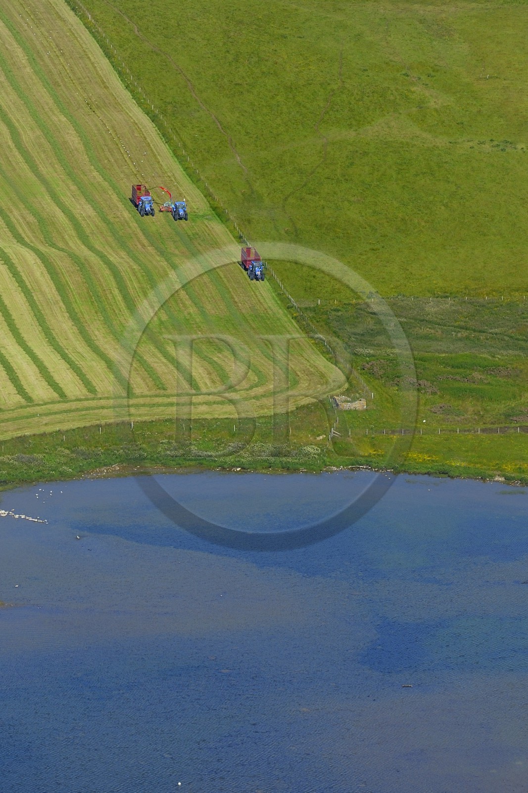 Royaume-Uni, Ecosse, Iles Orcades, Ile de Mainland, travaux agricoles au bord du Loch of Stenness, goélands se nourissent dans la terre retournée par le tracteur (vue aérienne)