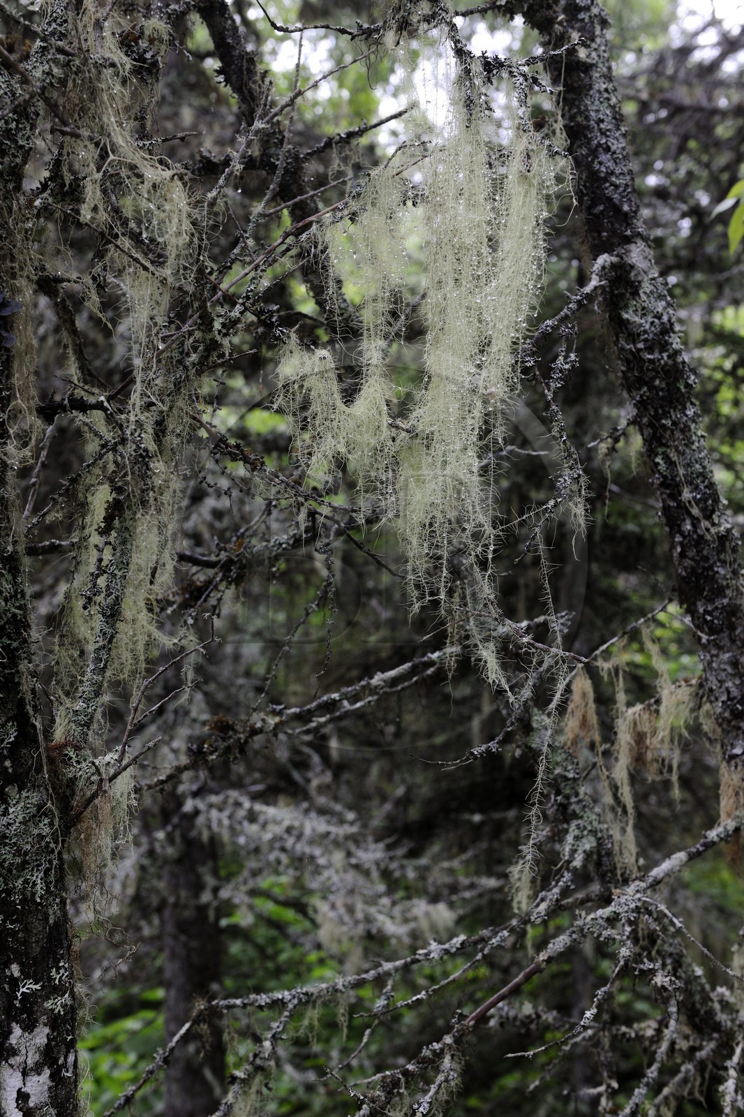 Canada, province du Québec, Côte Nord, Havre-Saint-Pierre, le Parc National Archipel de Mingan dans le golfe du Saint Laurent, forêt boréale