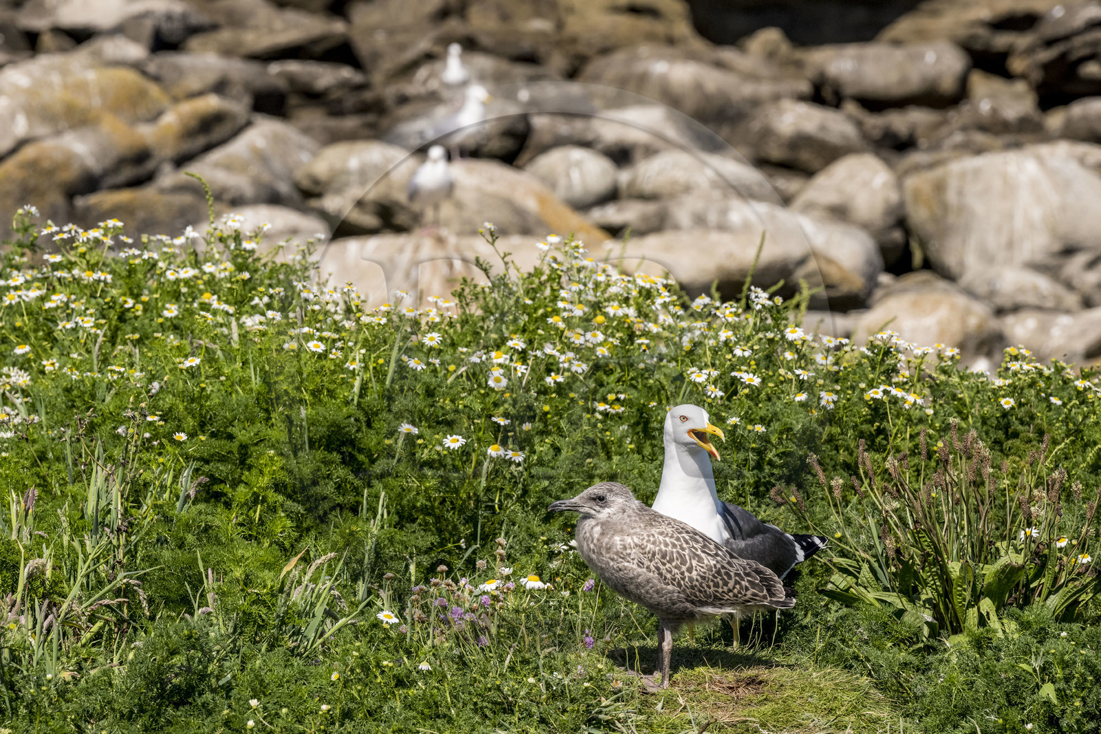 France, Finistère, Abers Country (Pays des Abers), Ile Vierge (Virgin Island) in the Lilia archipelago, many gulls populate the island during the nesting period