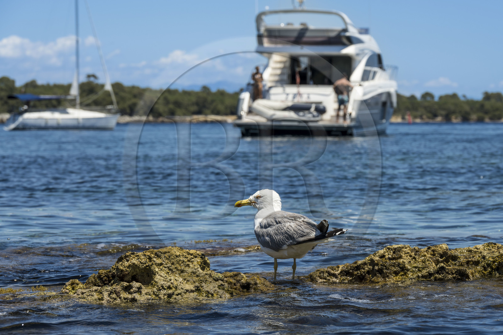 France, Alpes-Maritimes (06), Cannes, randonnée en kayak aux Iles de Lérins, passage dans le bras de mer entre les deux Iles de Lérins, les Iles de Saint-Honorat et Sainte-Marguerite