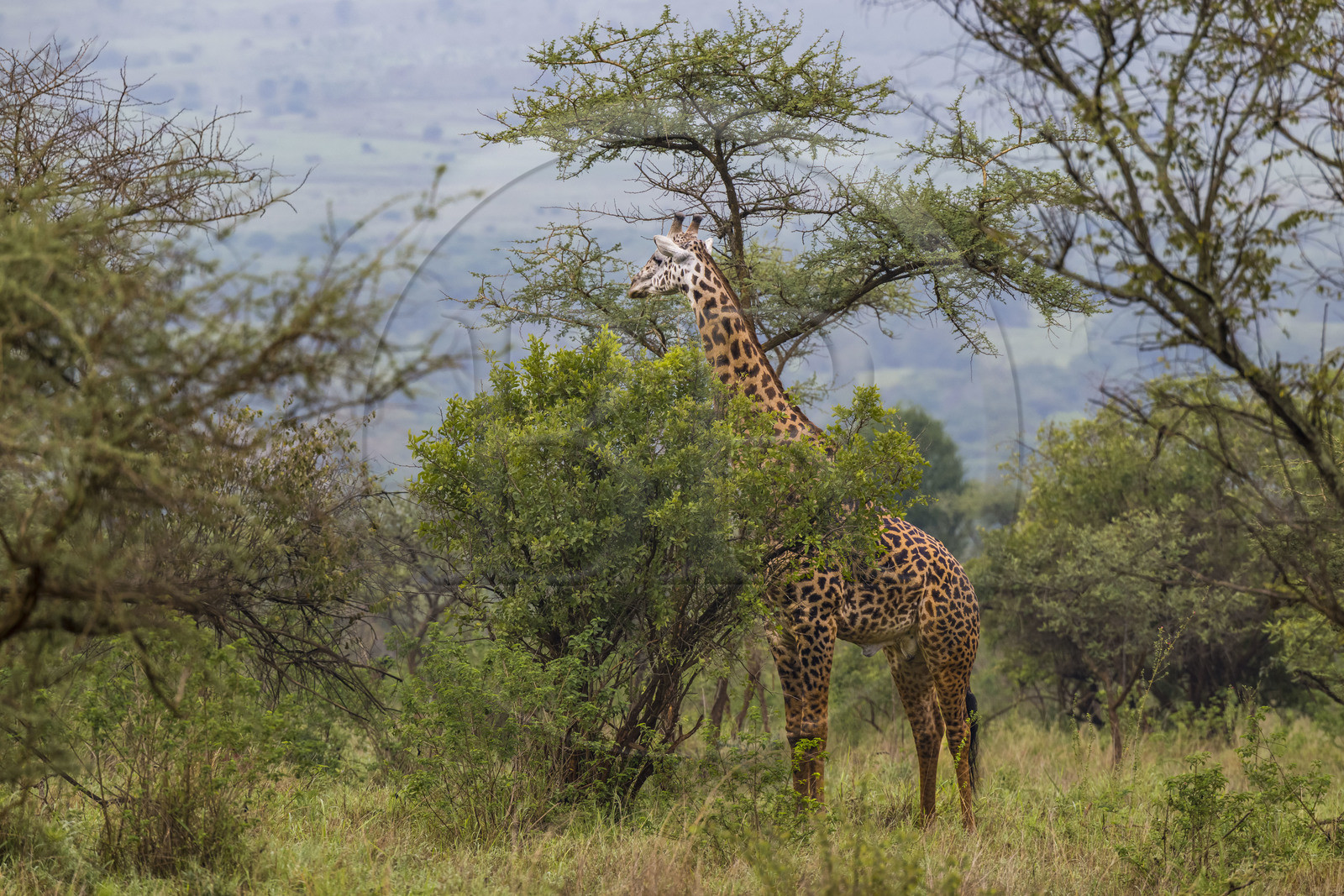 Rwanda, Parc national de l'Akagera, girafe (Giraffa camelopardalis)