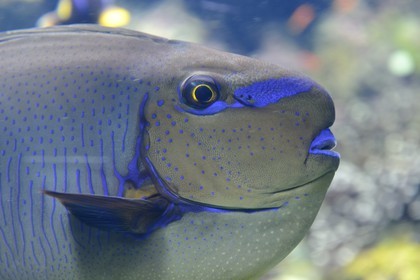 Principauté de Monaco, Monaco, le musée océanographique