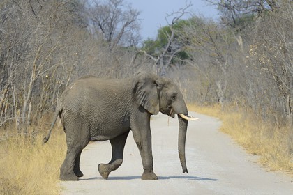 Zimbabwe, province de Matabeleland septentrional, parc national Hwange, éléphant sauvage d'Afrique (Loxodonta africana)