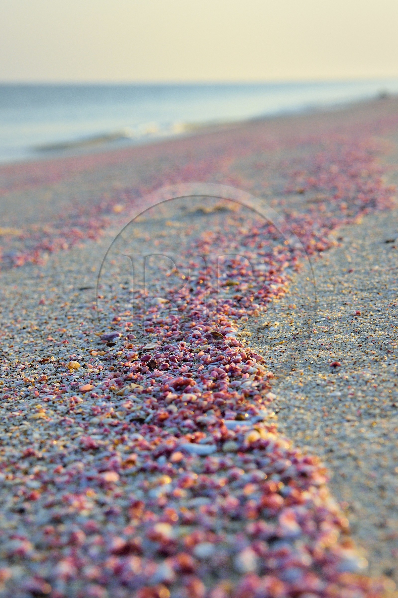Sultanat d'Oman, gouvernorat de Ash Sharqiyah du Sud, Ras al Hadd, plage couverte de coquillages roses