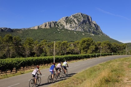 France, Herault, vineyards in front of the Pic Saint-Loup