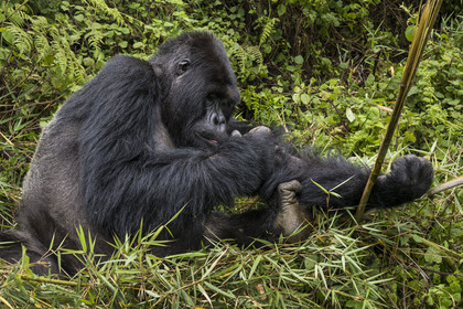 Rwanda, Province du Nord, Parc National des Volcans dans la chaine des Monts Virunga, mont Karisimbi, gorille des montagnes (Gorilla beringei beringei) du groupe Susa, male appelé dos argenté (silverback)